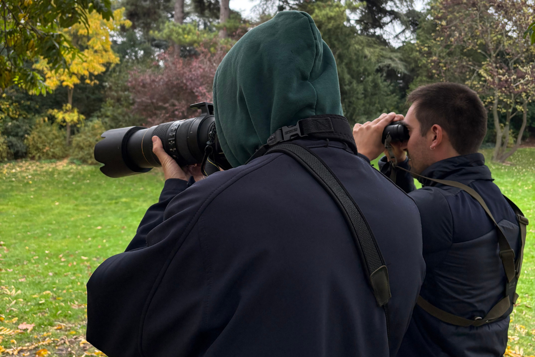 Pinson des arbres sur une branche